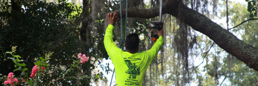 We Go Out on a Limb to Serve You!