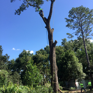 Tree Removal and Stump Grinding Service yourwaytreeserviceinc.com